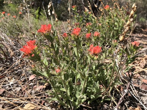 iNaturalist observation photo of Felt Paintbrush