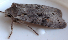 Lithophane antennata