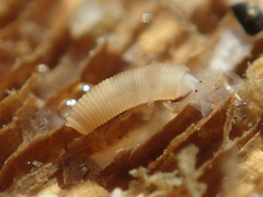 Caecum californicum