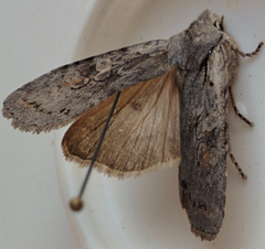 Lithophane antennata