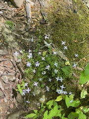 Houstonia serpyllifolia