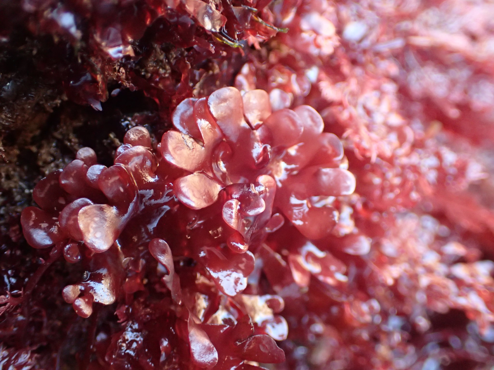 Rhodymeniaceae