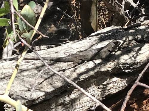 iNaturalist observation photo of Western Fence Lizard