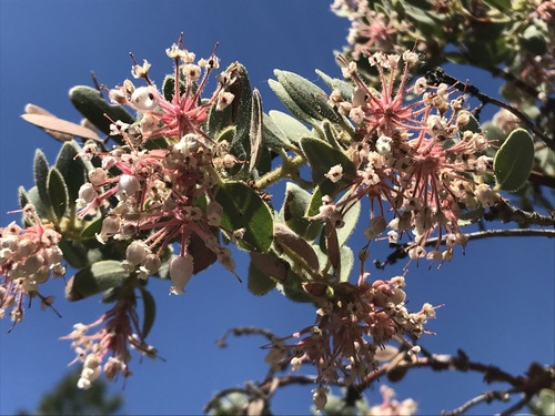iNaturalist observation photo of California Pinkbract Manzanita