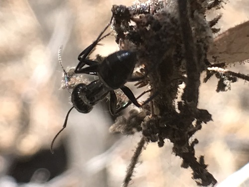 iNaturalist observation photo of Hairy Smooth Carpenter Ant