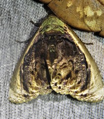 Lepidodes