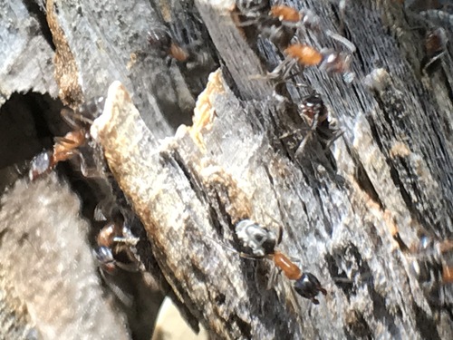 iNaturalist observation photo of Western Velvety Tree Ant