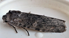 Lithophane laticinerea