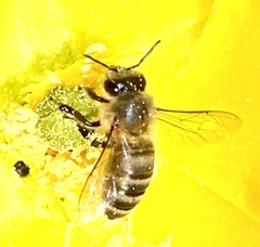 Apis mellifera