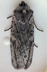 Lithophane laticinerea