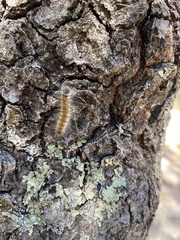 Malacosoma constricta