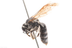 Andrena tridens