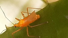 Harpactorini