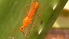 Harpactorini