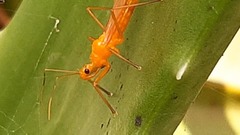Harpactorini