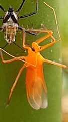 Harpactorini