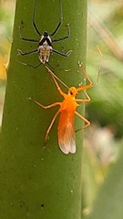 Harpactorini