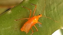 Harpactorini