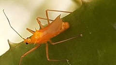 Harpactorini