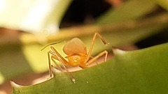 Harpactorini