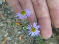 Erigeron foliosus