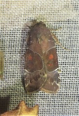 Hampsonodes
