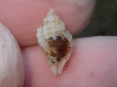 Ocinebrina