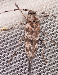 Acanthocinus obsoletus