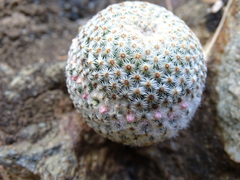 Mammillaria huitzilopochtli huitzilopochtli