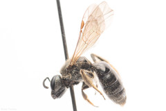 Lasioglossum versans