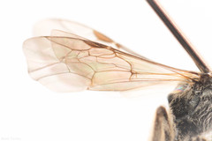 Lasioglossum versans
