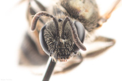 Lasioglossum versans