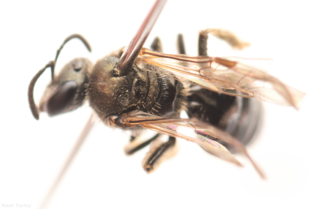 Friendless Sweat Bee