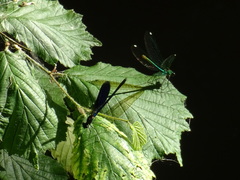 Calopteryx splendens caprai