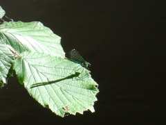 Calopteryx splendens caprai