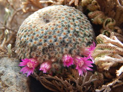 Mammillaria huitzilopochtli huitzilopochtli