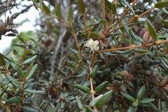 Myrceugenia rufa