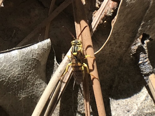 iNaturalist observation photo of Nomad Bees
