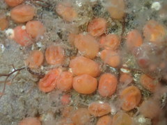 Metandrocarpa taylori