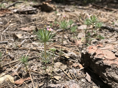 iNaturalist observation photo of Whiskerbrush