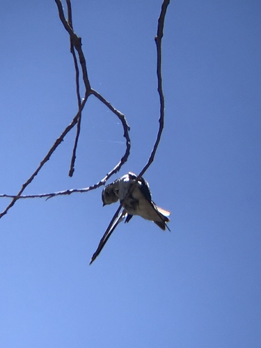 iNaturalist observation photo of Violet-green Swallow