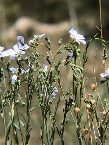 iNaturalist observation photo of Lewis flax