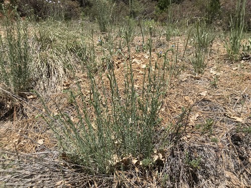 iNaturalist observation photo of Lewis flax