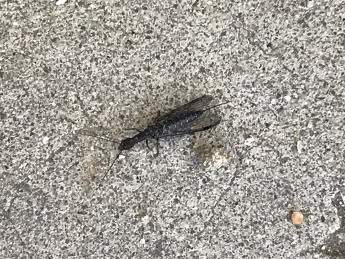 iNaturalist observation photo of American Square-headed Snakeflies