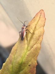 Lopidea marginata