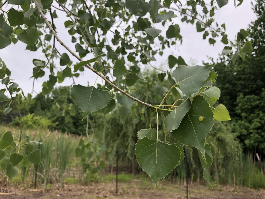 Eastern Cottonwood from Van Cortlandt Park, New York, NY, US on May 28 ...