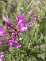 Astragalus ceratoides