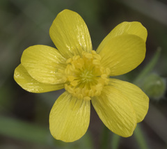 Ranunculus canus