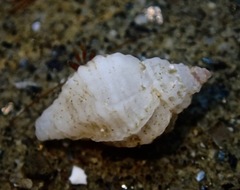 Ocinebrina