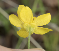Ranunculus canus